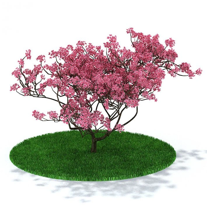 植物21