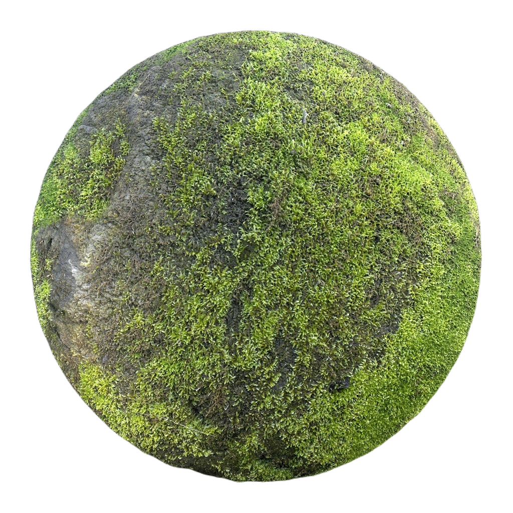苔藓覆盖的岩石