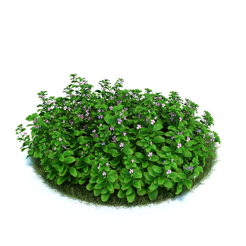 花园植物绿植花卉28