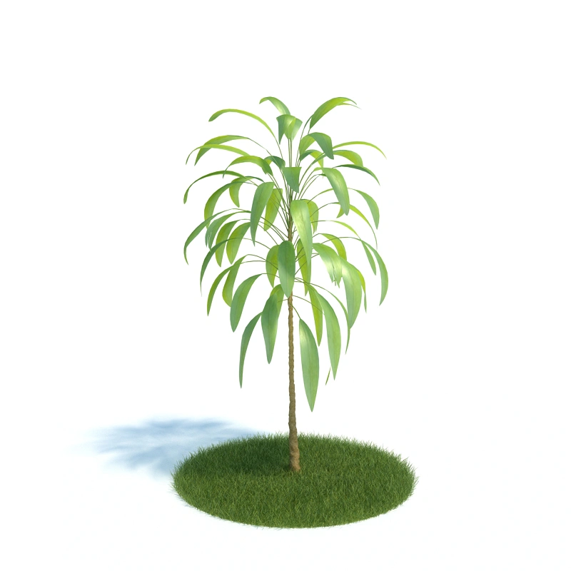 植物绿植树木187