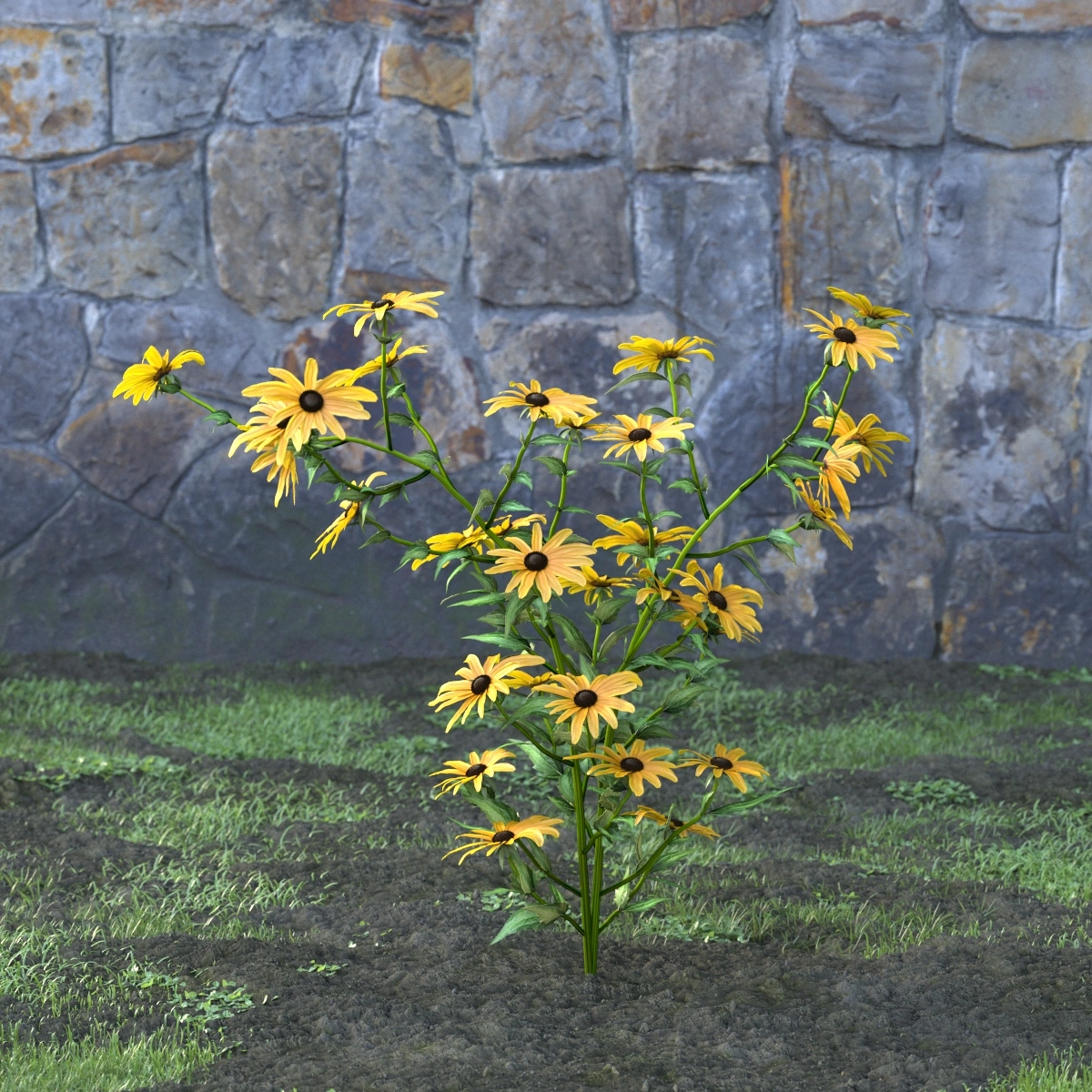 3D黑心金光菊植物模型