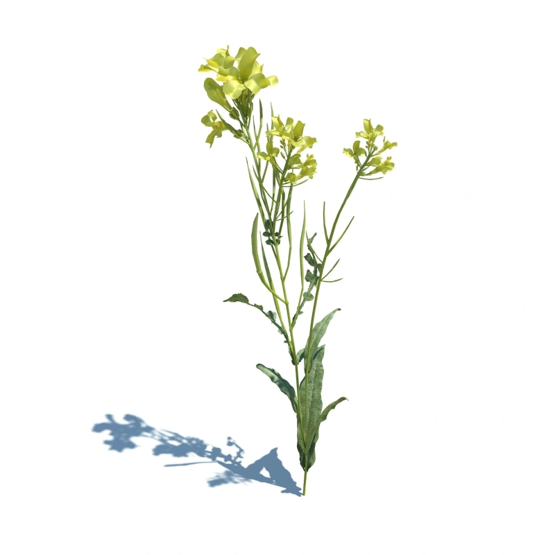 草地小型植物126