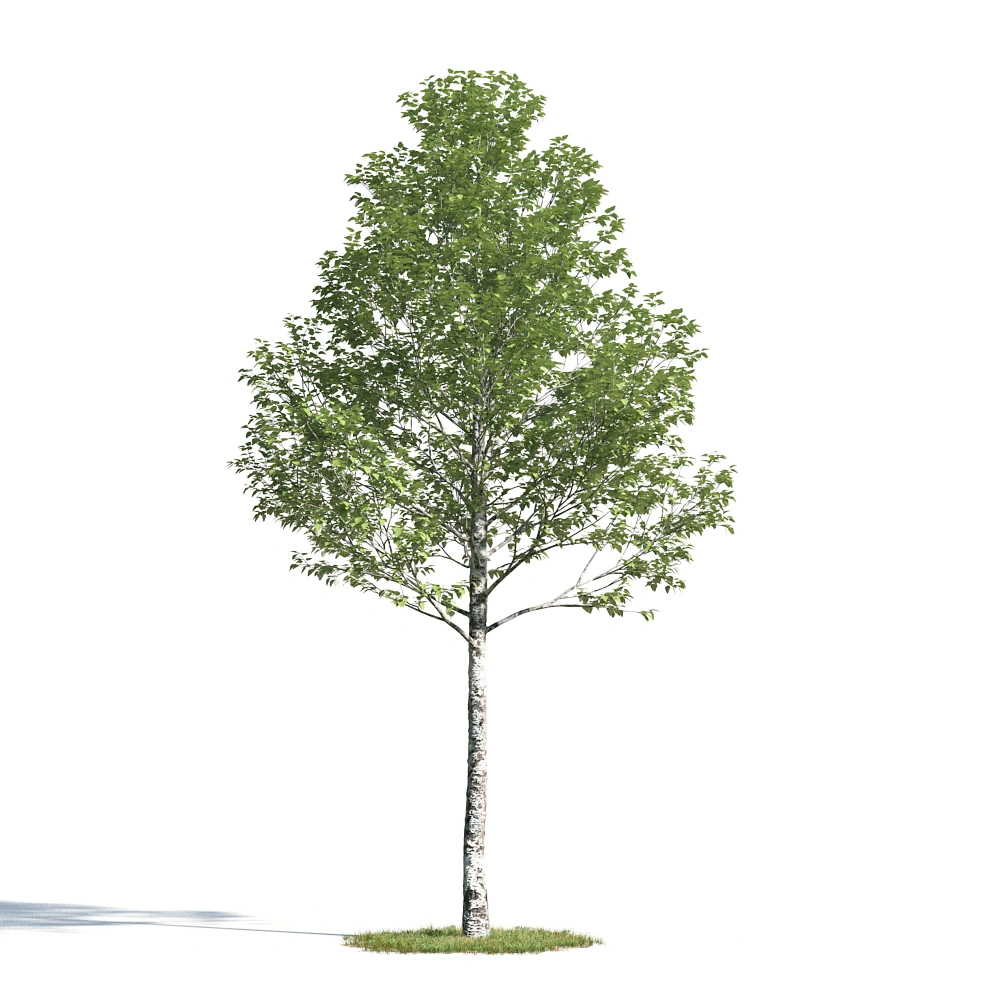 3D白桦树模型素材