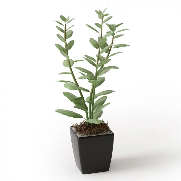 植物绿植盆栽46