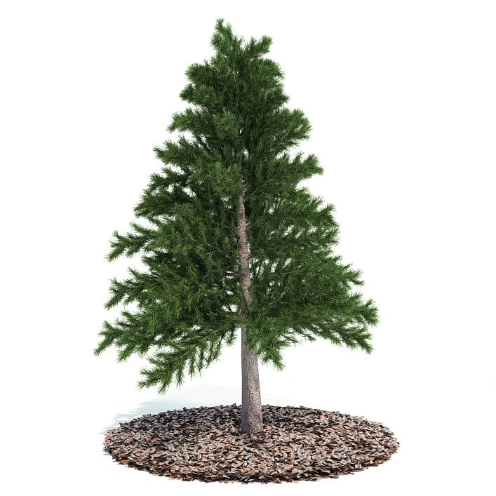 植物绿植树木67