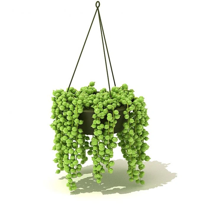 植物绿植树木60