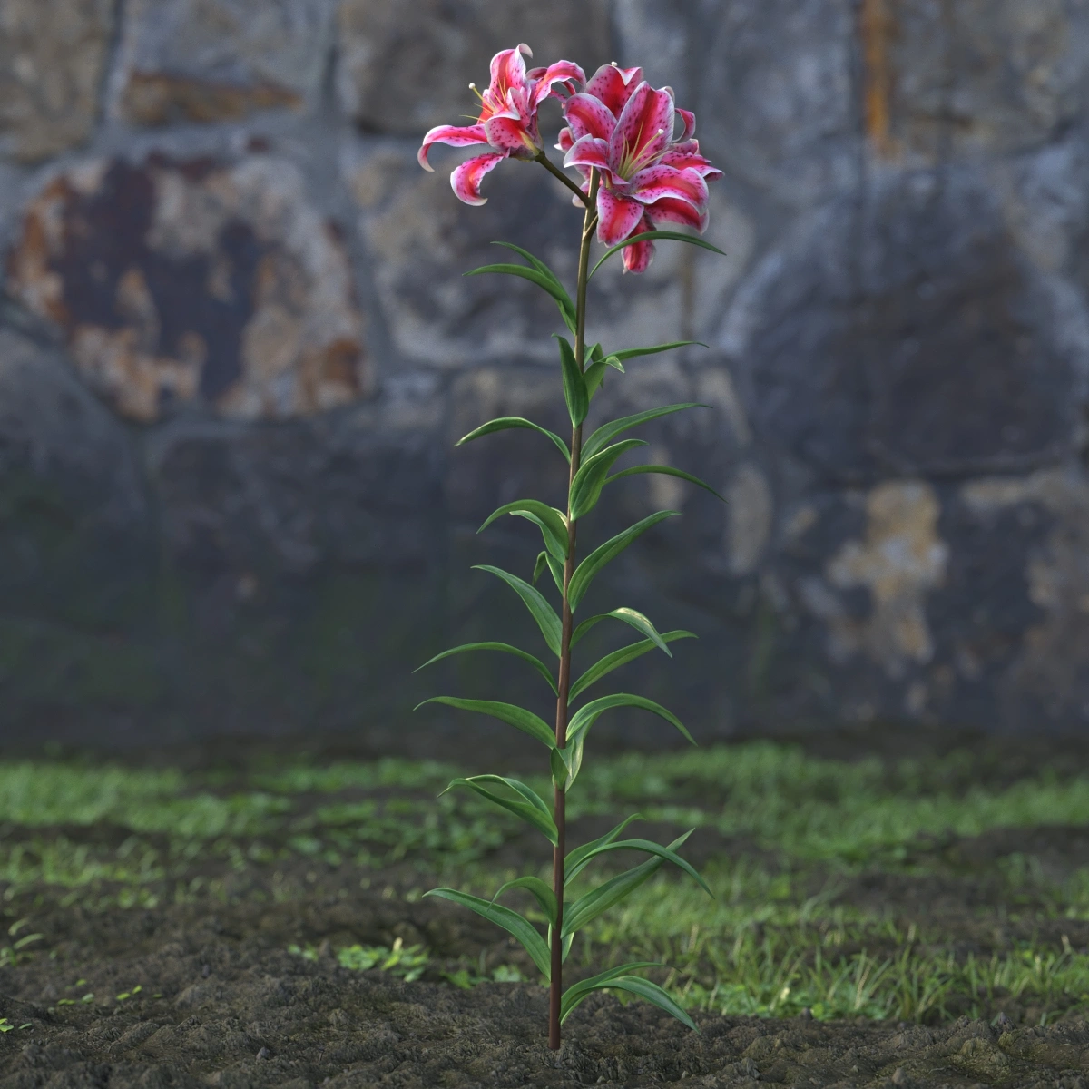 优雅百合花3D模型素材