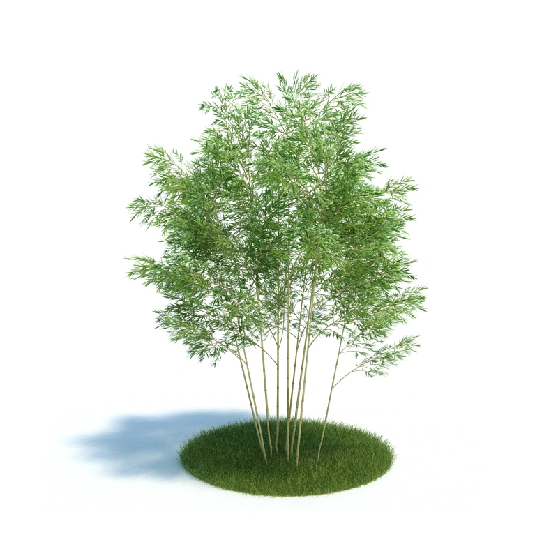 植物绿植树木201