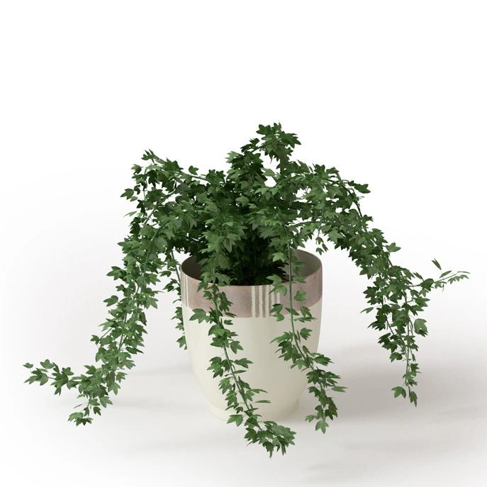 植物绿植盆栽17