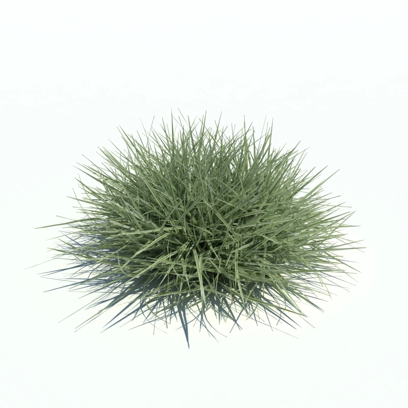 草地小型植物204