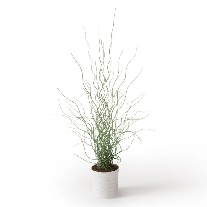 植物绿植盆栽31