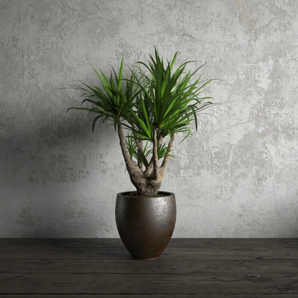 盆栽绿植植物5