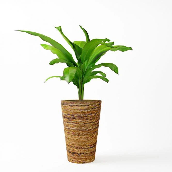 植物绿植盆栽89