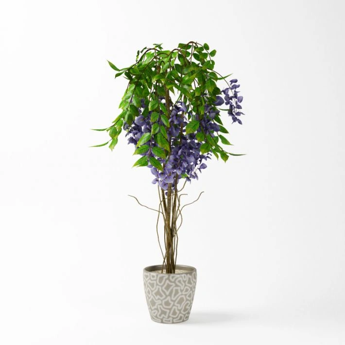 植物绿植盆栽118