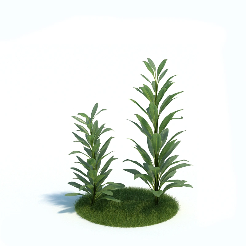 植物绿植树木185