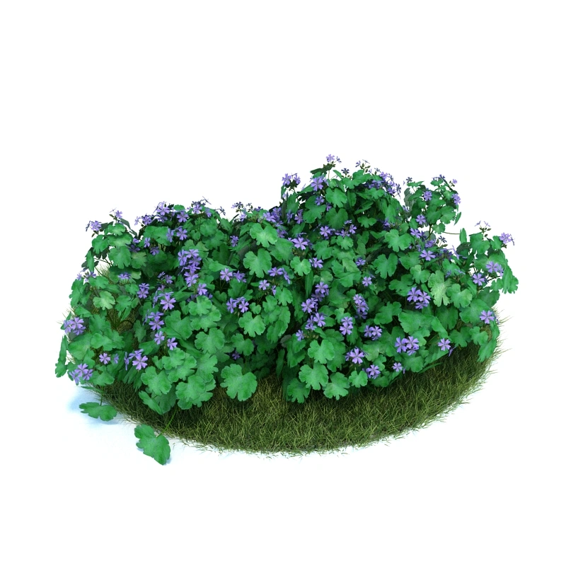 花园植物绿植花卉24