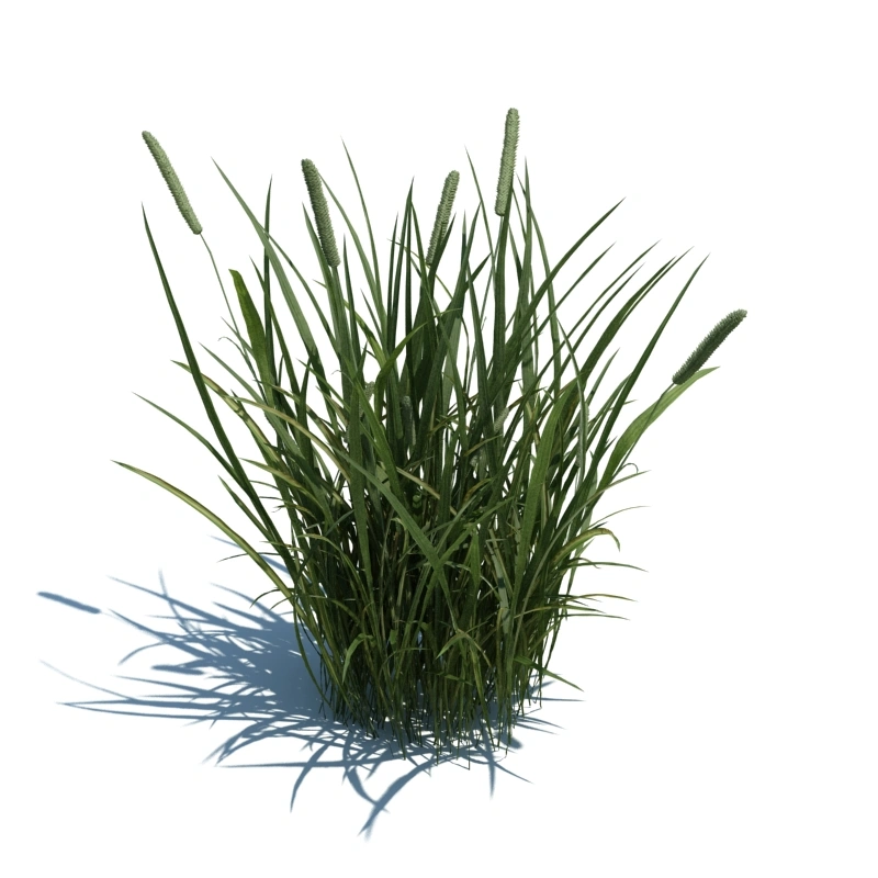 草地小型植物14