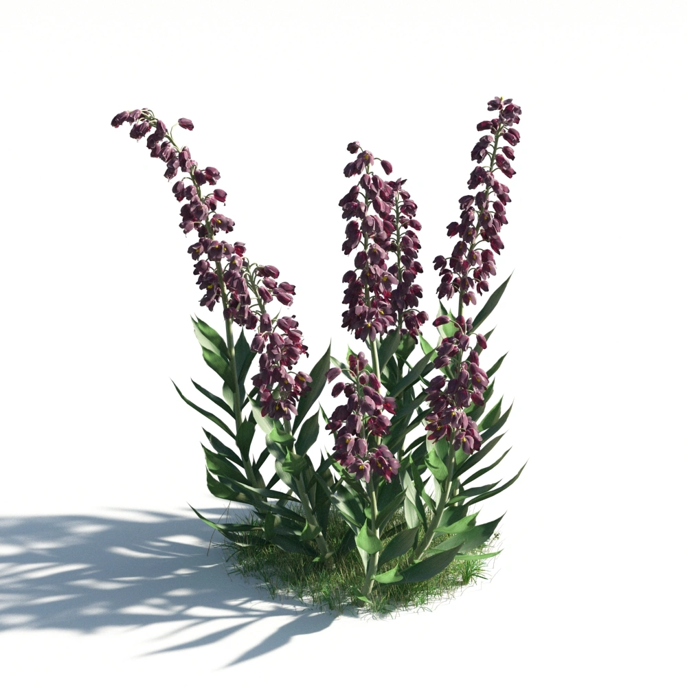 优雅紫色兰花3D模型