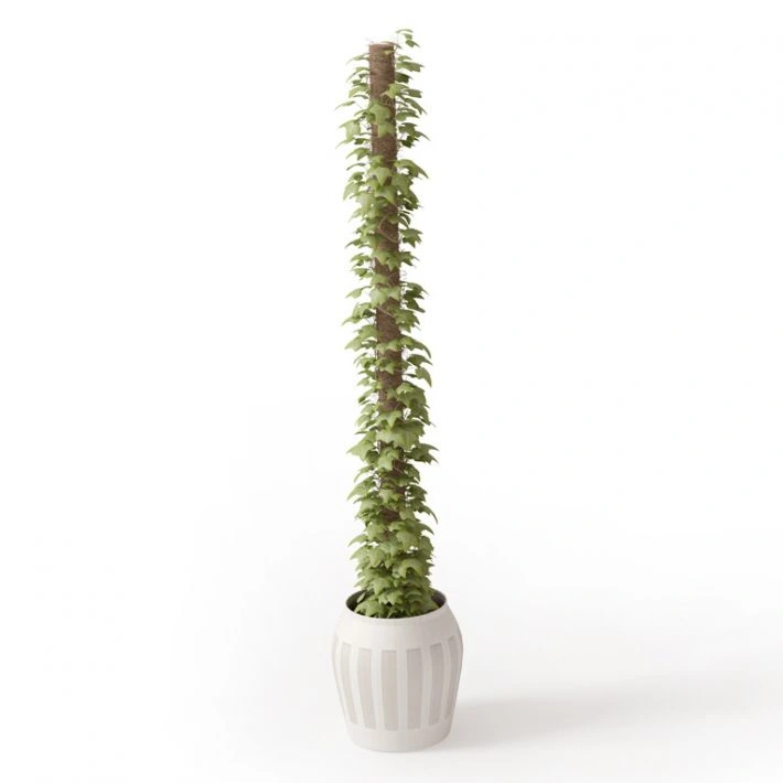 植物绿植盆栽20