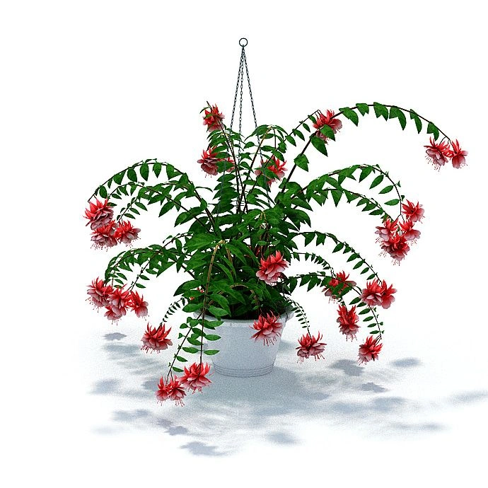 植物盆栽花卉10