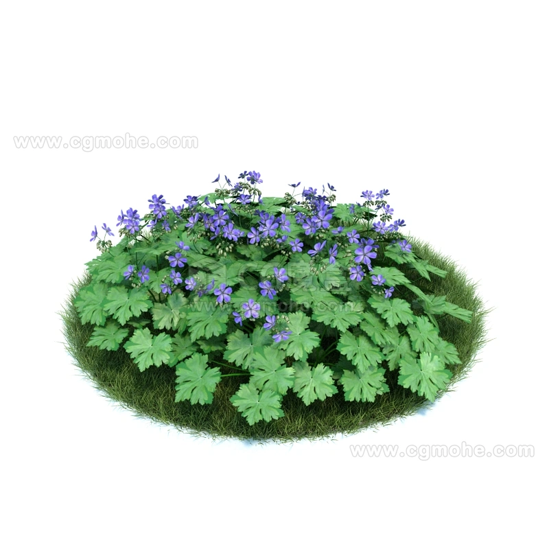 花园植物绿植花卉25