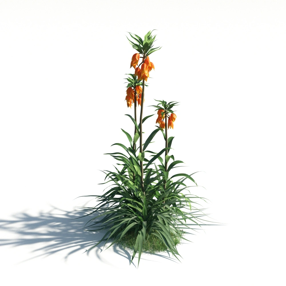 3D橙色鲜花植物模型