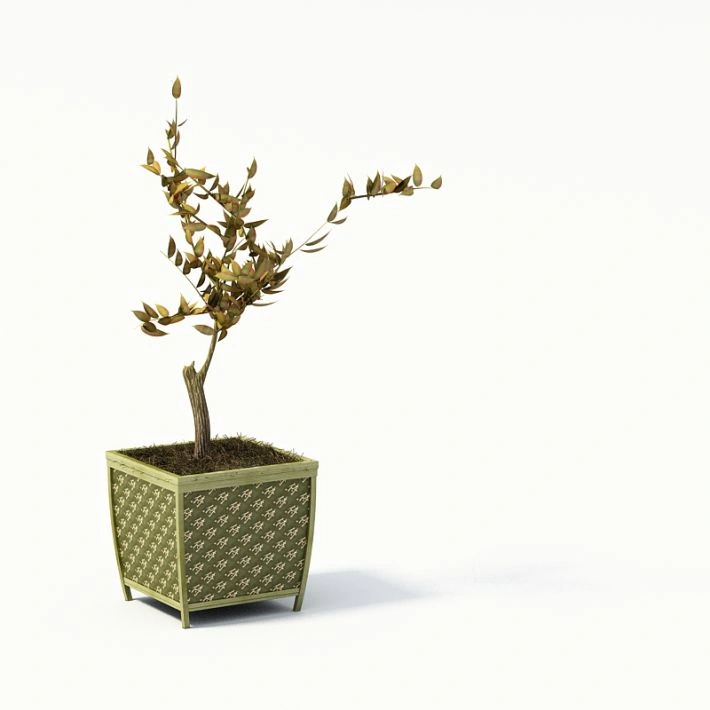 植物盆栽绿植39