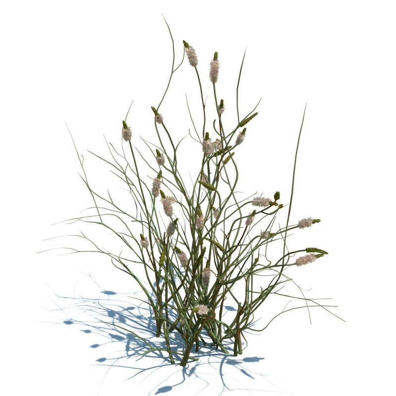草地小型植物269