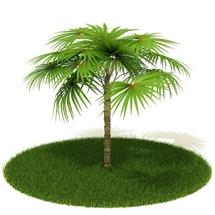 植物绿植树木13