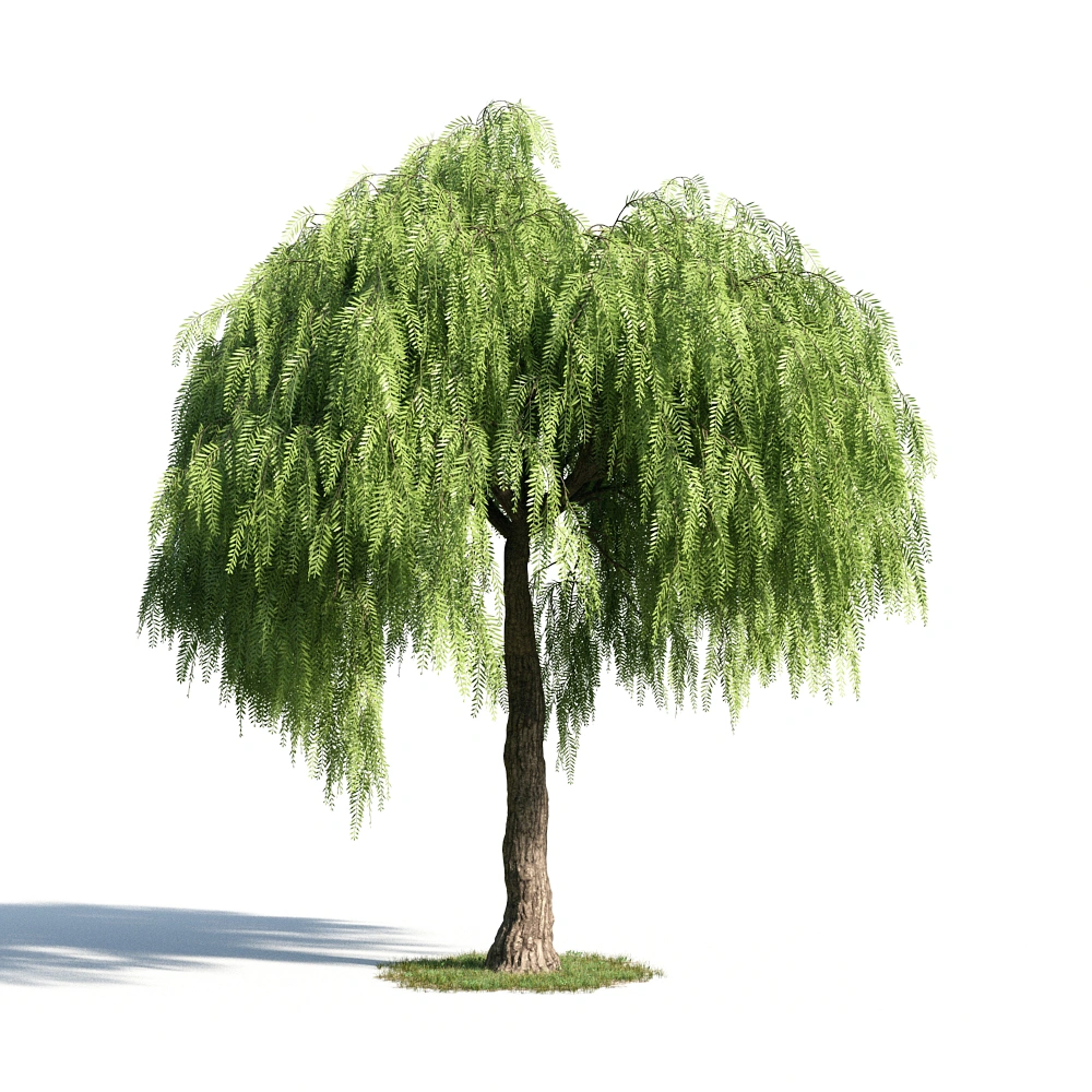 3D绿色垂柳树模型