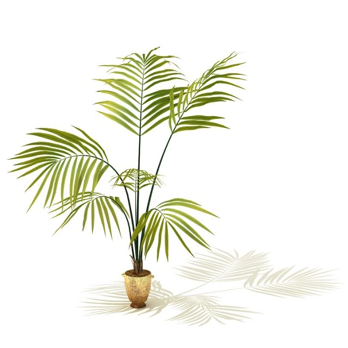 植物盆栽绿植53