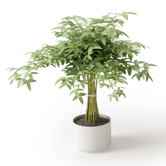 植物绿植盆栽30