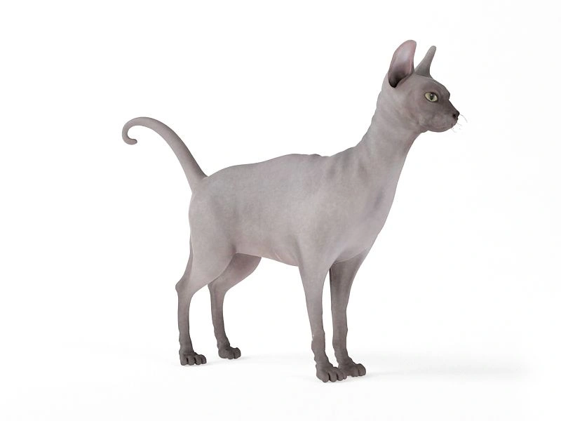 无毛猫3D模型素材