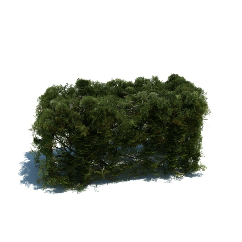 树篱植物9