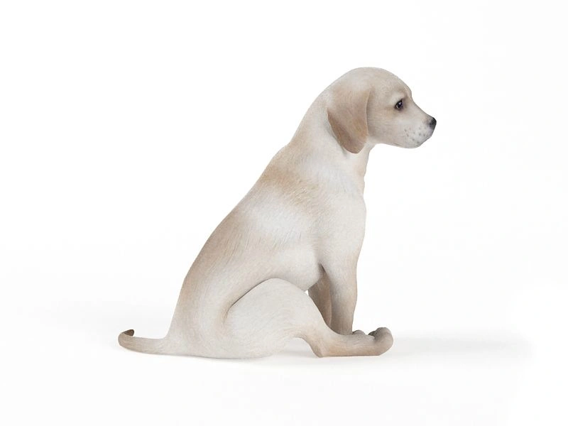 白色拉布拉多幼犬坐姿3D模型
