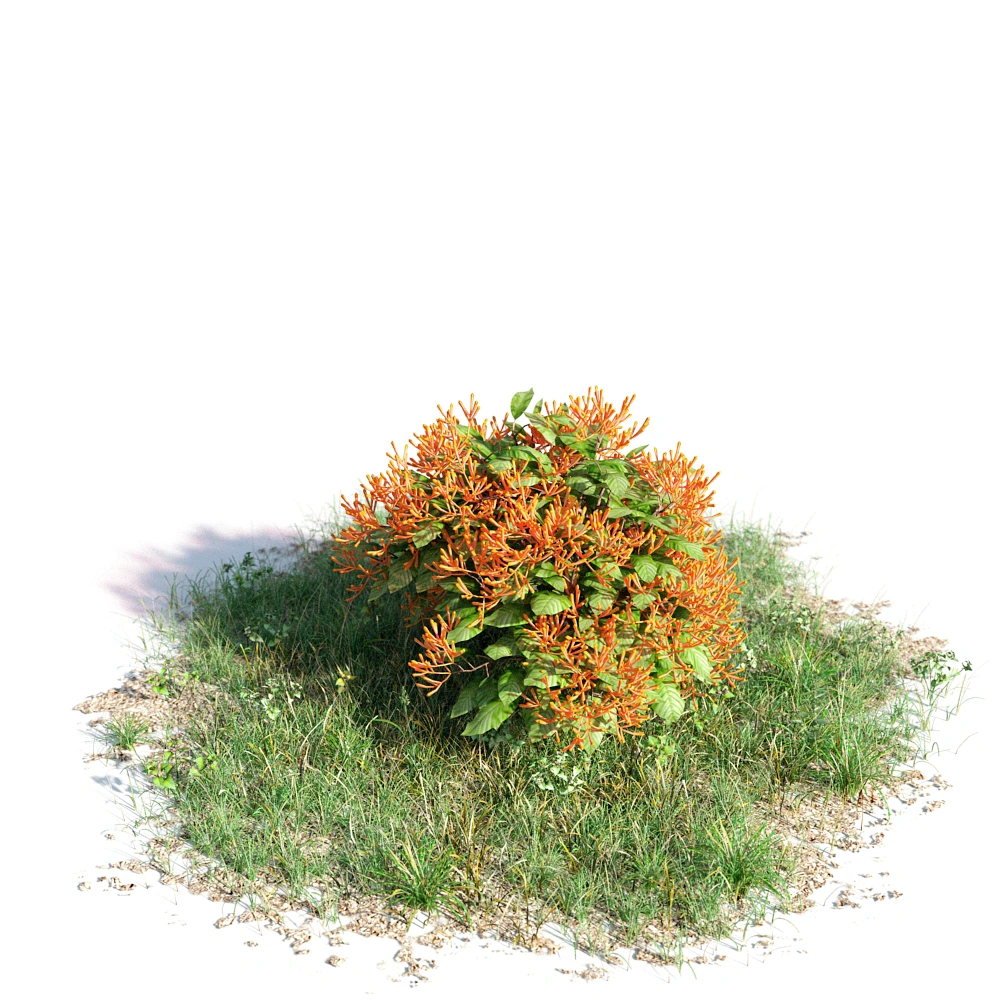 3D模型自然草丛与橙色花朵