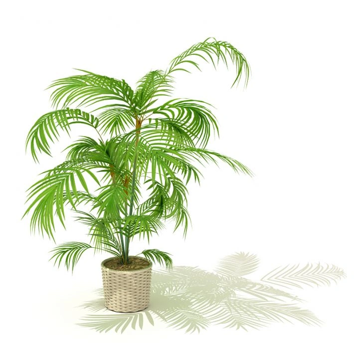 植物盆栽绿植52