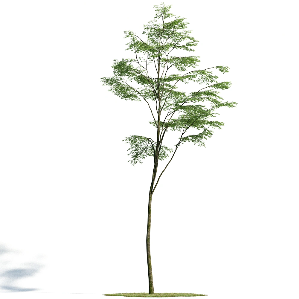 绿色孤立树3D模型