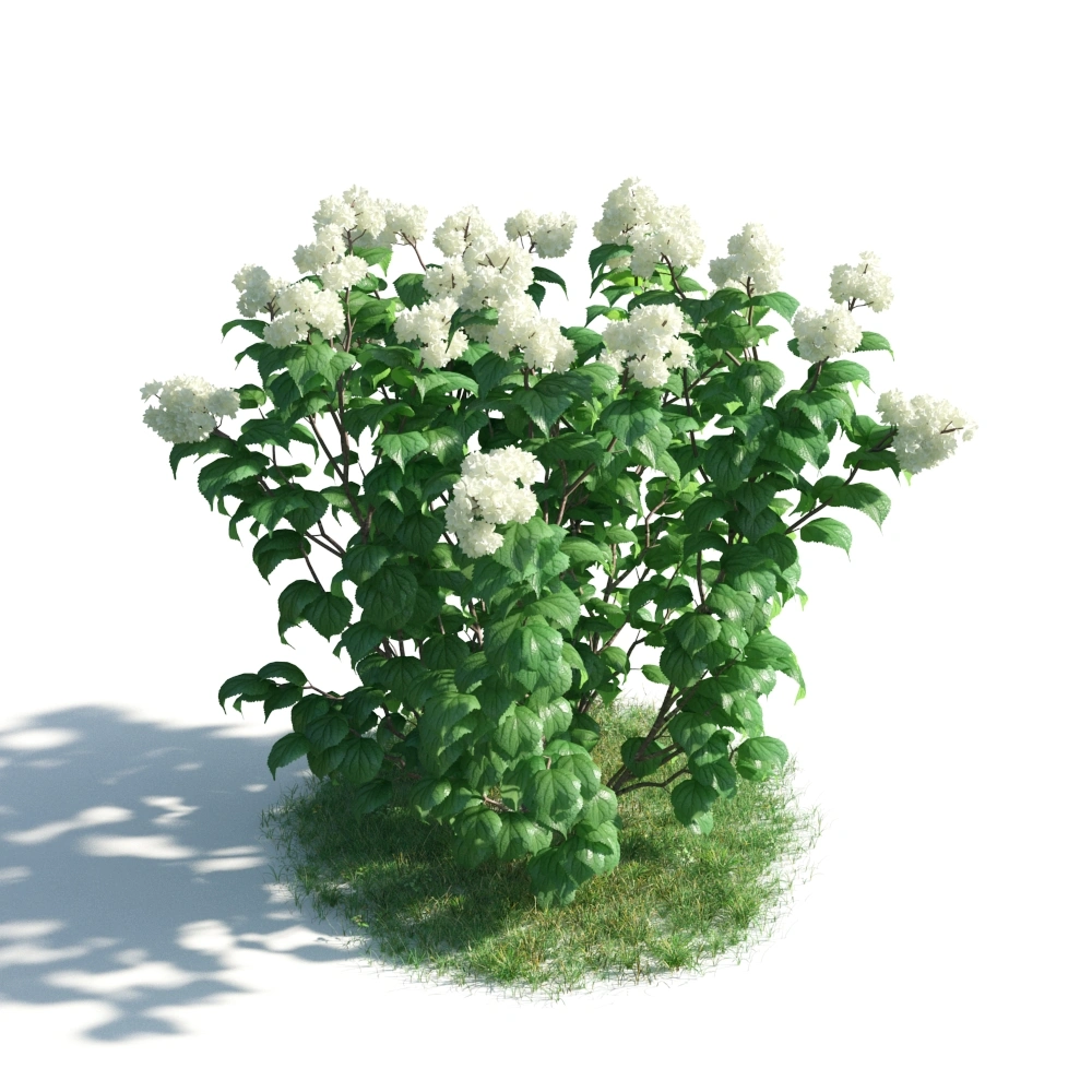3D白色绣球花树模型