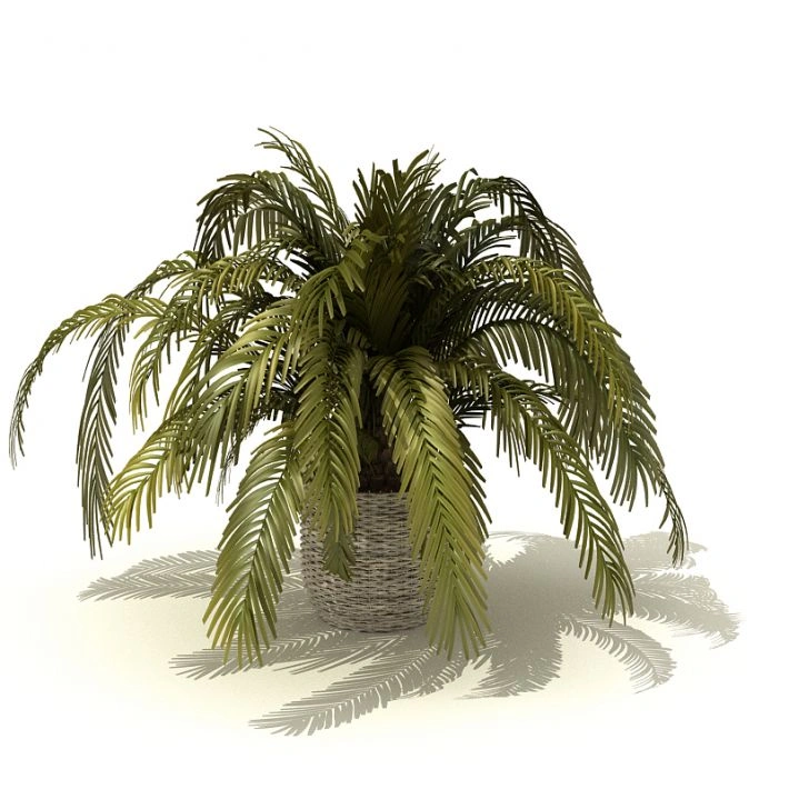 植物盆栽绿植54
