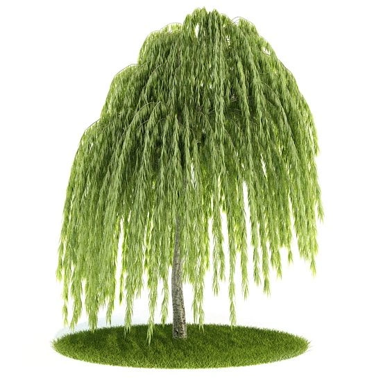 植物绿植树木61