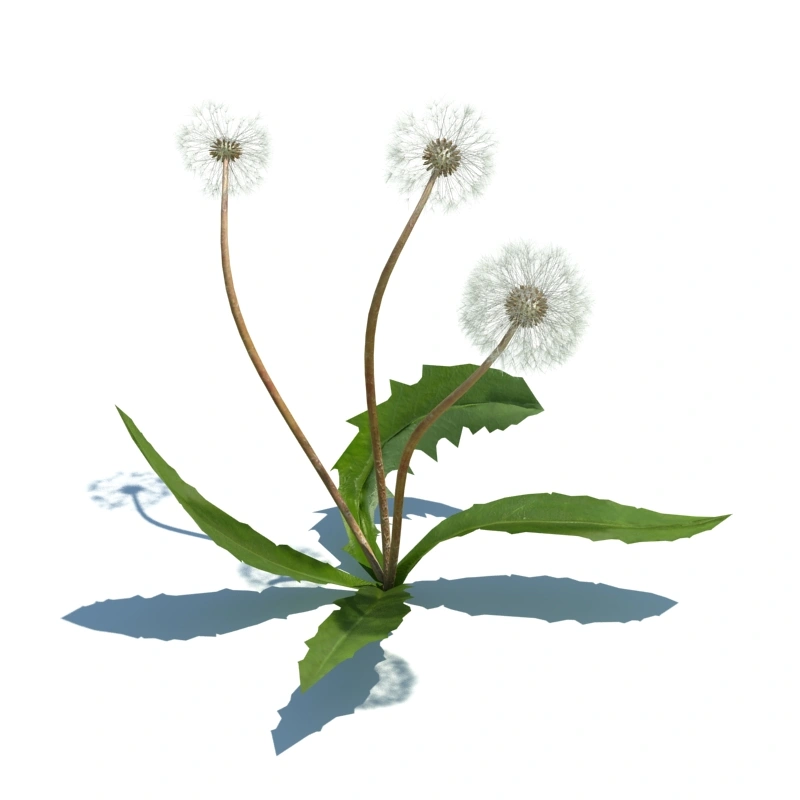 草地小型植物11
