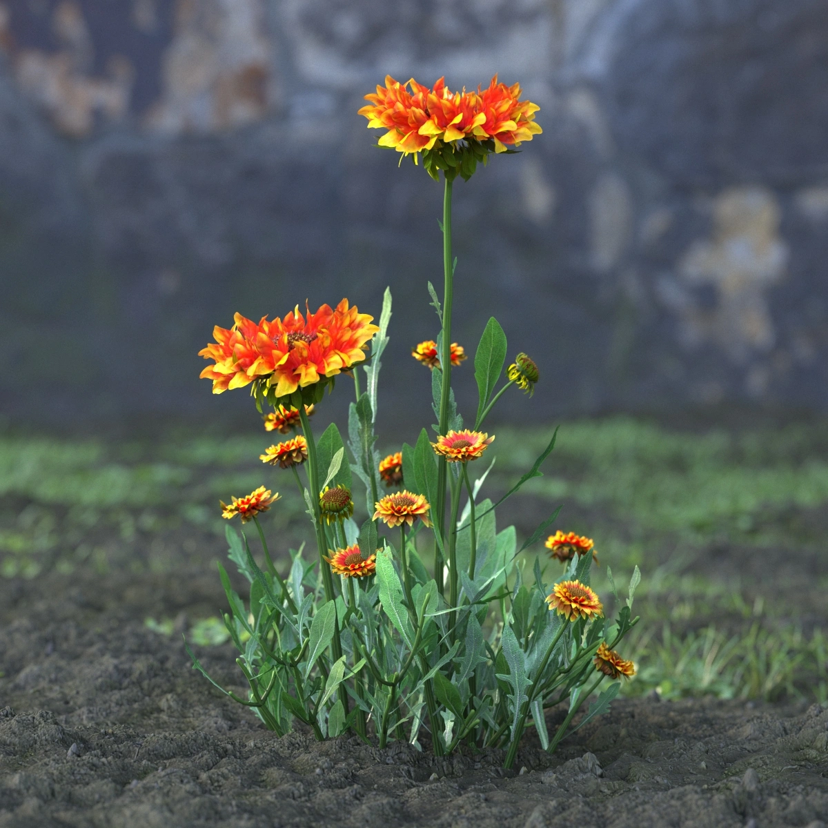 3D自然花朵模型素材