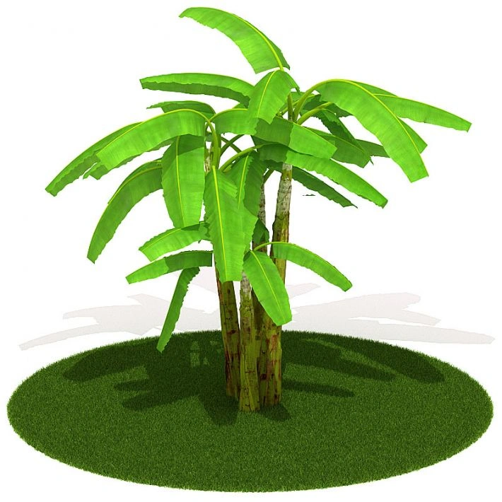 植物绿植树木11