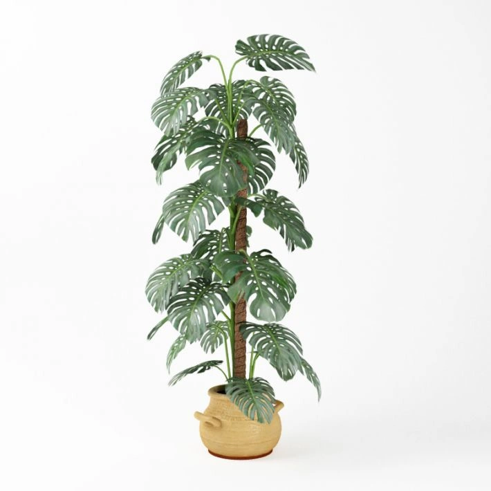 植物绿植盆栽61