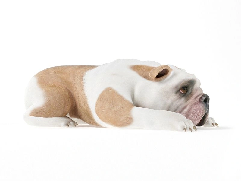 躺卧斗牛犬3D模型