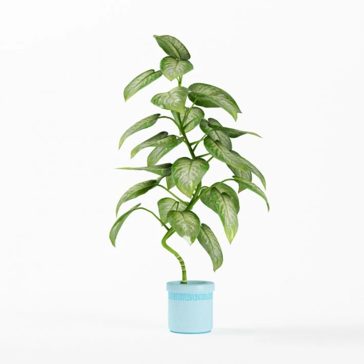 植物绿植盆栽59