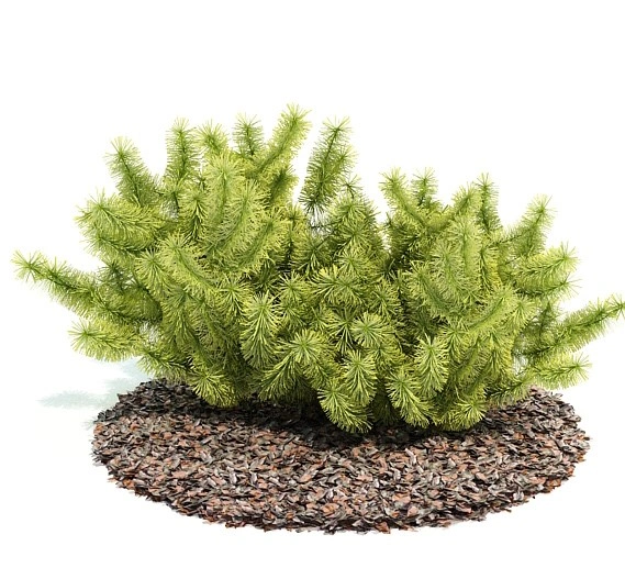 植物绿植树木84