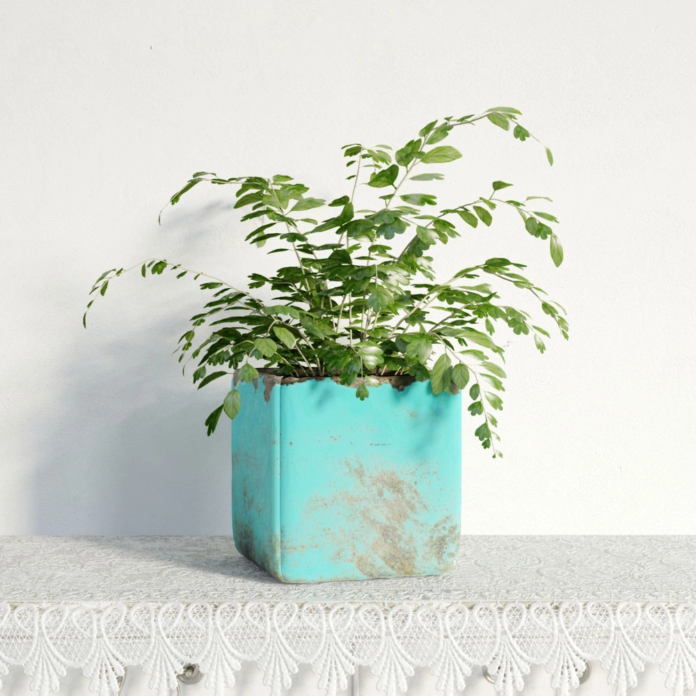 盆栽绿植植物 