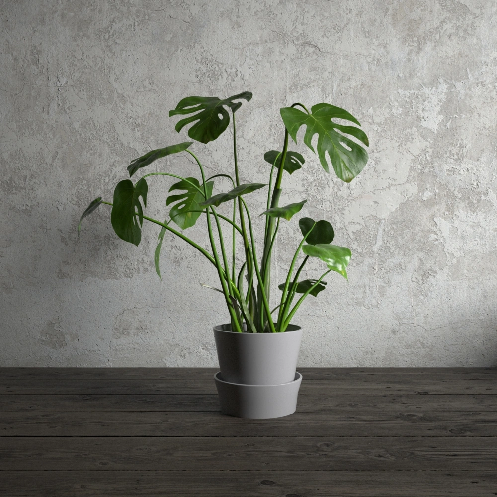 盆栽绿植植物9